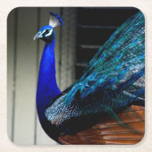 Blue Peacock Kartonnen Onderzetters (Voorkant)