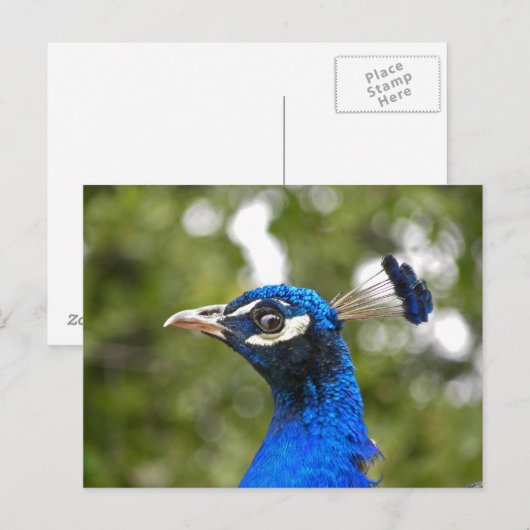 Blue Peacock Portret briefkaart (Voorkant / Achterkant)