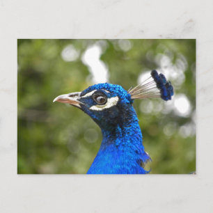 Blue Peacock Portret briefkaart