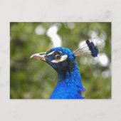 Blue Peacock Portret briefkaart (Voorkant)