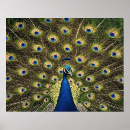Blue Peacock Poster