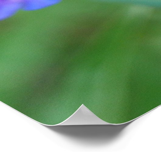 Blue Penstemon Flowers Poster (Hoek)