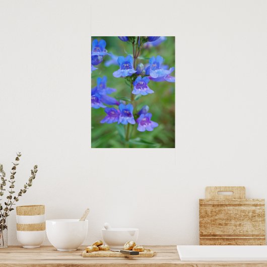 Blue Penstemon Flowers Poster (Keuken)