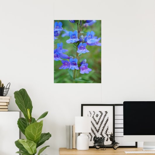 Blue Penstemon Flowers Poster (Thuiskantoor)