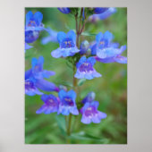 Blue Penstemon Flowers Poster (Voorkant)