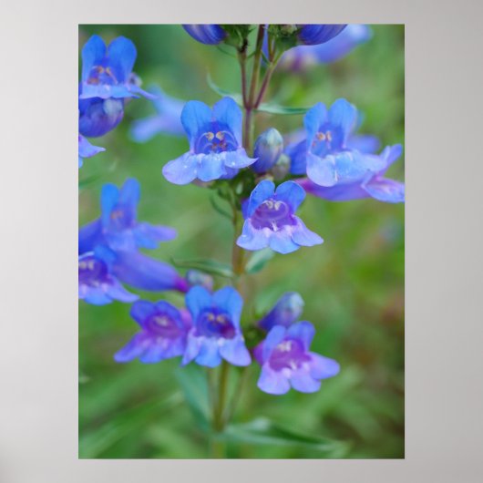 Blue Penstemon Flowers Poster (Voorkant)