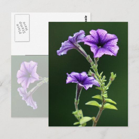 Blue Petunia Briefkaart (Voorkant / Achterkant)