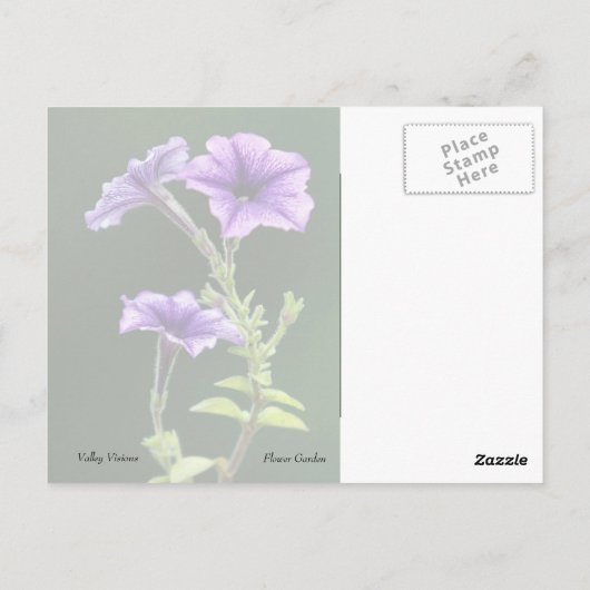 Blue Petunia Briefkaart (Achterkant)