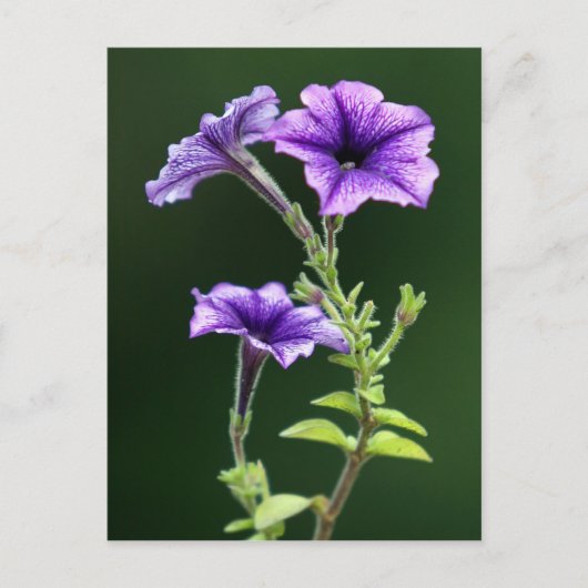Blue Petunia Briefkaart (Voorkant)