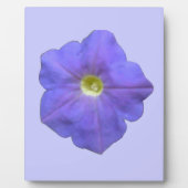Blue Petunia Plaque Fotoplaat (Voorkant)