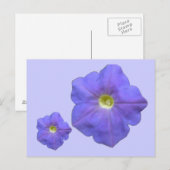 Blue Petunias Briefkaart (Voorkant / Achterkant)