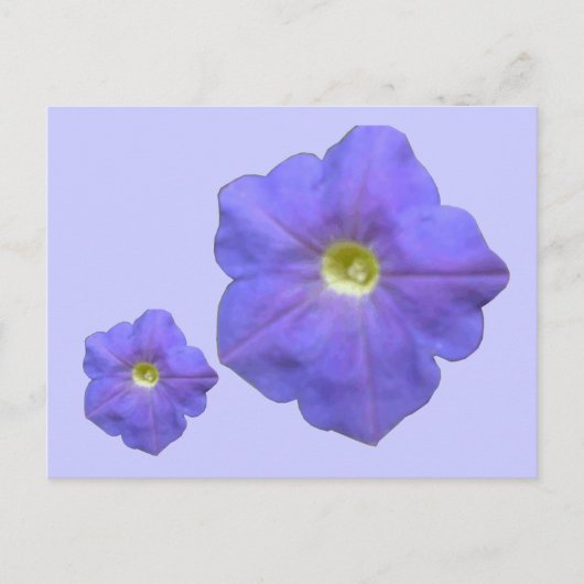 Blue Petunias Briefkaart (Voorkant)