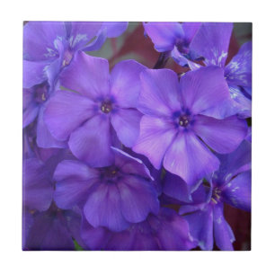 Blue Phlox Flowers Tile Tegeltje