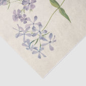Blue Phlox van Mary Vaux Walcott Tissuepapier (Detail)