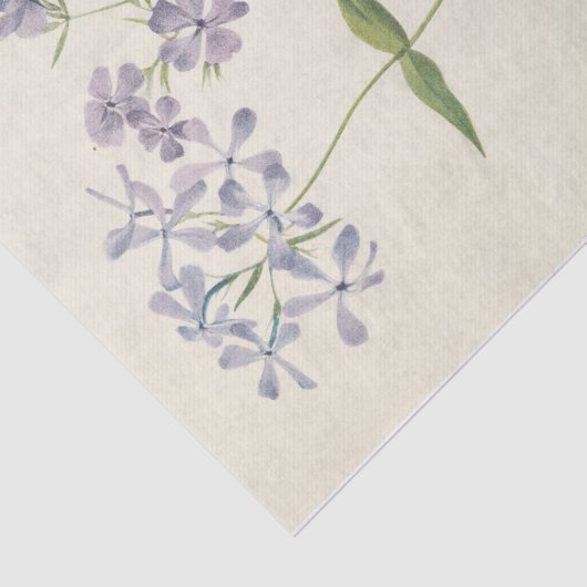 Blue Phlox van Mary Vaux Walcott Tissuepapier (Detail)