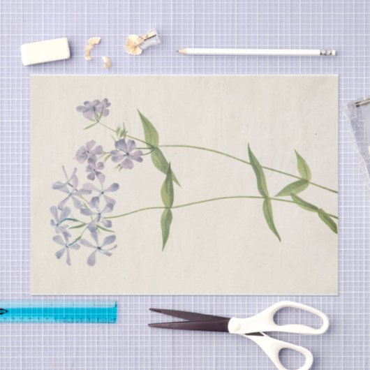 Blue Phlox van Mary Vaux Walcott Tissuepapier (Craft)