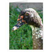 Blue Pied Muscovy Drake (Voorkant)
