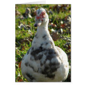 Blue Pied Muscovy Hen (Voorkant)