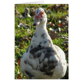 Blue Pied Muscovy Hen