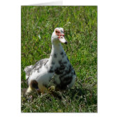 Blue Pied Muscovy Hen en Ducklings (Voorkant)