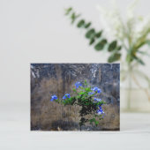 Blue Plumbago Briefkaart (Staand voorkant)