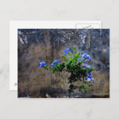 Blue Plumbago Briefkaart (Voorkant / Achterkant)
