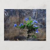 Blue Plumbago Briefkaart (Voorkant)