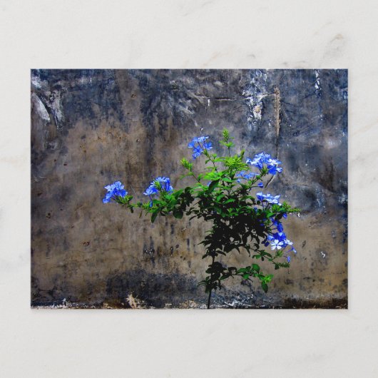Blue Plumbago Briefkaart (Voorkant)