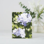 Blue Plumbago Flower Photo Briefkaart (Staand voorkant)