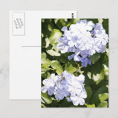 Blue Plumbago Flower Photo Briefkaart (Voorkant / Achterkant)