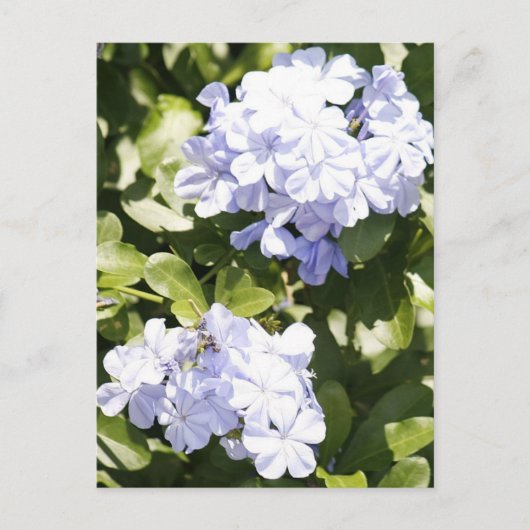 Blue Plumbago Flower Photo Briefkaart (Voorkant)