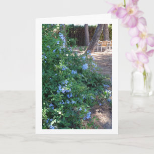 Blue Plumbago Flowering Plant Kaart