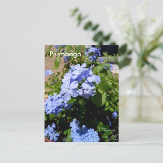 Blue Plumbago Flowers Briefkaart (Staand voorkant)