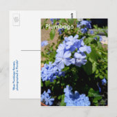 Blue Plumbago Flowers Briefkaart (Voorkant / Achterkant)