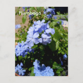 Blue Plumbago Flowers Briefkaart (Voorkant)