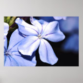 Blue Plumbago op Canvas Poster (Voorkant)