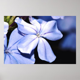 Blue Plumbago op Canvas Poster