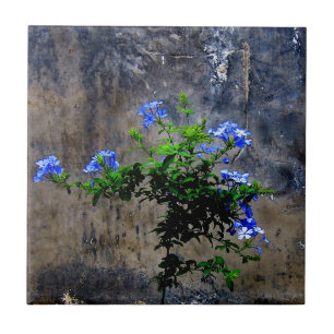 Blue Plumbago Tegeltje