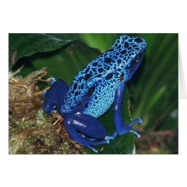 Blue Poison Arrow Frog Portrait (Voorkant Horizontaal)