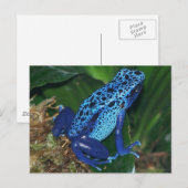 Blue Poison Arrow Frog Portrait Briefkaart (Voorkant / Achterkant)