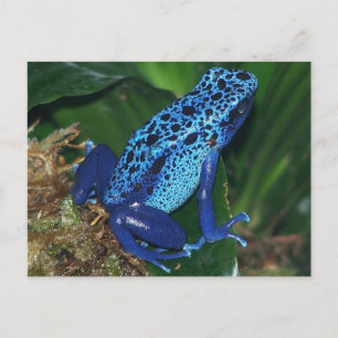 Blue Poison Arrow Frog Portrait Briefkaart