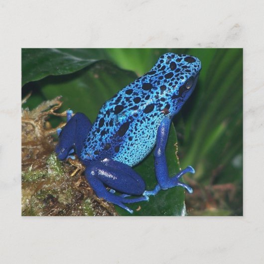 Blue Poison Arrow Frog Portrait Briefkaart (Voorkant)