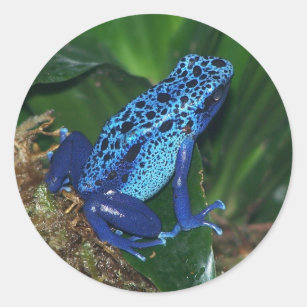 Blue Poison Arrow Frog Portrait Ronde Sticker