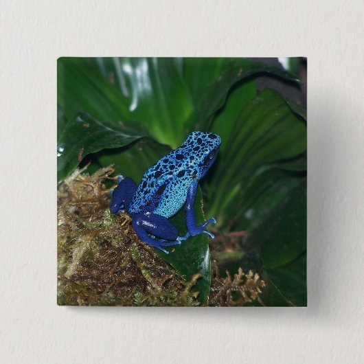 Blue Poison Arrow Frog Portrait Vierkante Button 5,1 Cm (Voorkant)