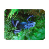 Blue Poison Arrow Kikker Magneet (Horizontaal)