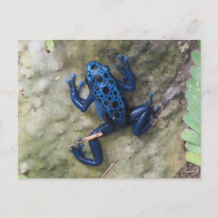 Blue Poison Dart Frog Briefkaart