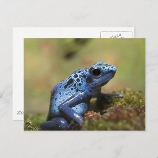 Blue Poison Dart Frog Briefkaart (Voorkant / Achterkant)