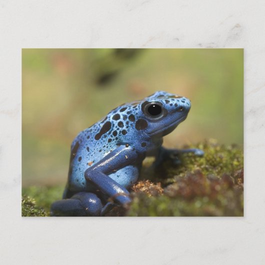 Blue Poison Dart Frog Briefkaart (Voorkant)