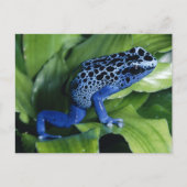 Blue Poison Dart Frog Briefkaart (Voorkant)