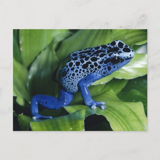Blue Poison Dart Frog Briefkaart (Voorkant)
